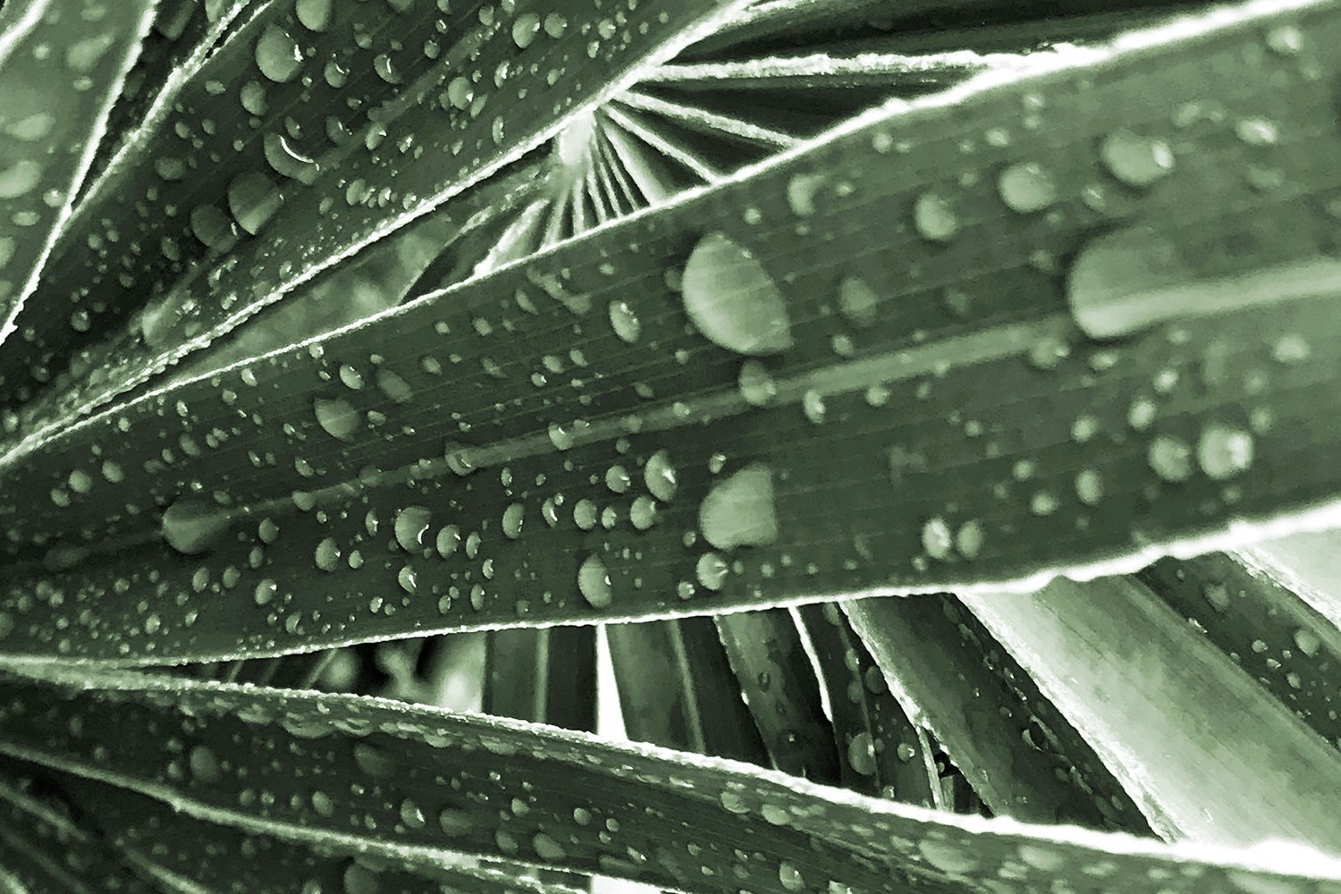 Detail foto van wandkleed Kleedup Early Morning Rain met frisse groentinten.
