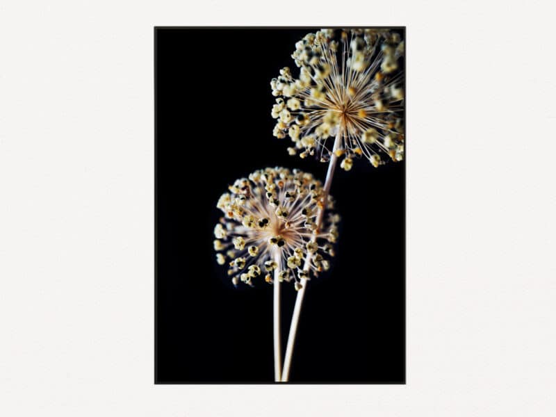 Allium Flower Bulb