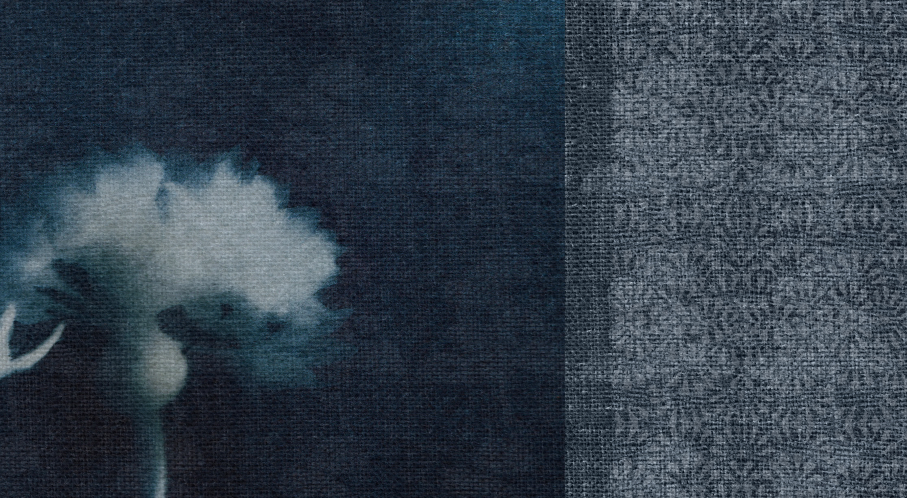 Detail foto wandkleed Cornflower Cyanotype
